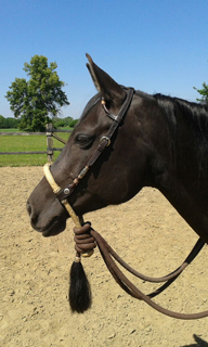 horse head with western hackamore